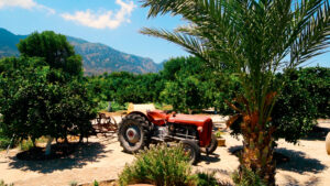 The Almond, Kyrenia