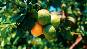 The Almond, Kyrenia